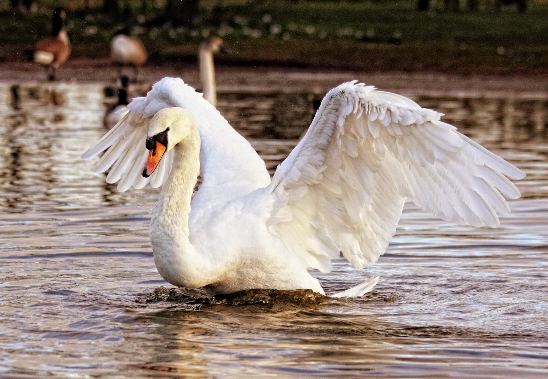 white swan