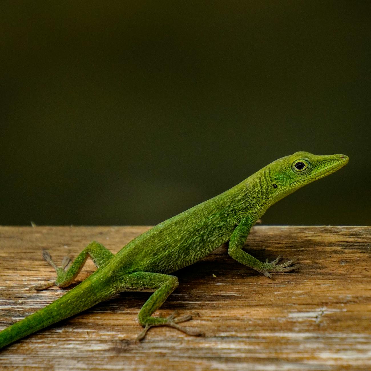 A Lizard and a Person Walk in a Church
