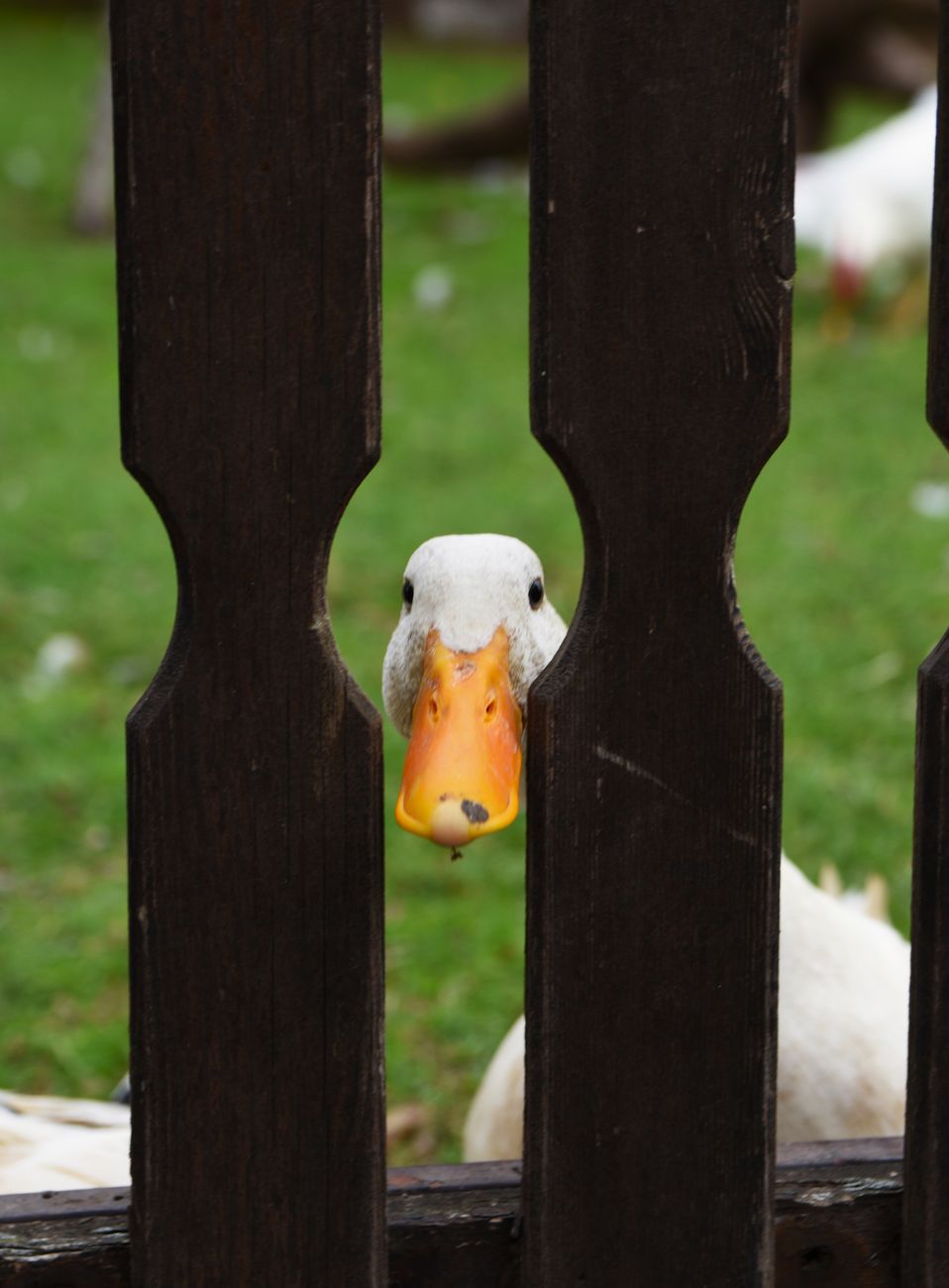 A Duck and a Fence